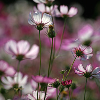 Canon EF70-300mm f4-5.6L IS USM【作例あり】 Canon EF70-300mm F4-5.6L IS USMを徹底解説。作例からレビューまで