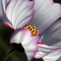 Canon EF 100mm f/2.8 マクロ USM レンズ（作例あり） CanonEF100mm F2.8Lマクロ IS USM 実写レビュー