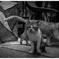 SONY(ソニー)のレンズ FE 28-70mm F3.5-5.6 OSS SEL2870 で撮影した