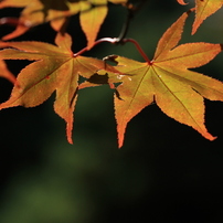 Canon EF 100mm f/2.8 マクロ USM レンズ（作例あり） Canon EF100mm F2.8Lマクロ IS USMを徹底解説。作例からレビューまで