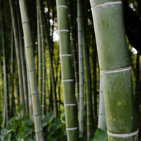 NIKON(ニコン)のレンズ Ai Nikkor 28mm f/2.8S で撮影した写真(画像