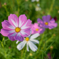 [良品/作例有] Nikon AF Nikkor 28mm f2.8 ニコン 作例付き商品レビュー：Nikon AI AF Nikkor 28mm f/2.8D