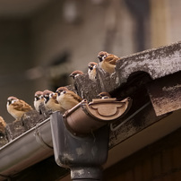 スズメ点呼！