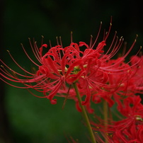 TAMRON(タムロン)のレンズ AF18-250mm F/3.5-6.3 Di II LD Aspherical