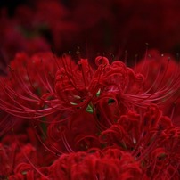 TAMRON(タムロン)のレンズ AF18-250mm F/3.5-6.3 Di II LD Aspherical