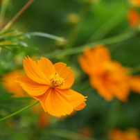 TAMRON(タムロン)のレンズ AF18-250mm F/3.5-6.3 Di II LD Aspherical