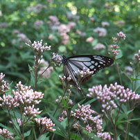 富士フィルム FinePix F200EXR　作例あり FUJIFILM(富士フイルム)のデジタルカメラFinePix F200EXR で撮影した