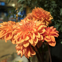 OLYMPUS(オリンパス)のミラーレス一眼OLYMPUS PEN Lite E-PL7 で撮影