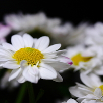 CANON(キヤノン)のデジタル一眼EOS 40D で撮影した写真(画像)一覧