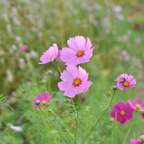 NIKON(ニコン)のレンズ AF-S NIKKOR 28mm f/1.8G で撮影した写真(画像