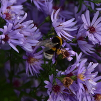 ❤️エモ写に❤️Nikon 18-200mm フィルム風描写✨ AF-S DX VR Zoom-Nikkor 18-200mm f/3.5-5.6G IF-EDで撮影された