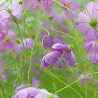 PENTAX(ペンタックス)のレンズ smc PENTAX-DA☆ 60-250mmF4ED [IF] SDM