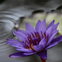 TAMRON(タムロン)のレンズ 18-270mm F/3.5-6.3 Di II VC PZD (Model