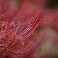 10月17日限定①OP付き♪Nikon AF-S 55-200mm VR Amazon.co.jp: Nikon 望遠ズームレンズ AF-S DX VR Zoom Nikkor