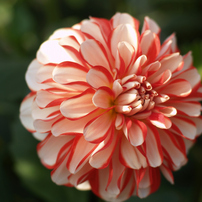 オールドZUIKOでダリア園⑩