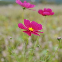 NIKON(ニコン)のレンズ AF-S NIKKOR 28mm f/1.8G で撮影した写真(画像
