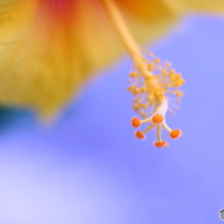 キャノン Canon EOS 40D【作例あり】 作例あり】1万円で買える一眼レフ Canon EOS 40D 使い方や撮った写真を