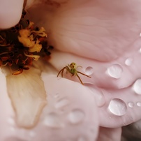 薔薇と人面蜘蛛