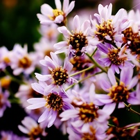 シオンの花束