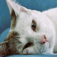 NIKKOR 60mm f/2.8G ED Nikon ニコン　美品 AF-S Micro NIKKOR 60mm f/2.8G ED 中古価格比較 - 価格.com