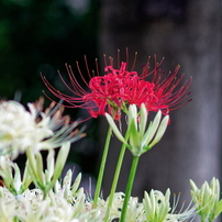 CANON(キヤノン)のレンズ EF85mm F1.8 USM で撮影した写真(画像)一覧