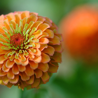 OLYMPUS(オリンパス)のレンズ ズイコーマクロ 90ミリ F2 で撮影した