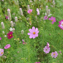 NIKON(ニコン)のレンズ AF-S NIKKOR 28mm f/1.8G で撮影した写真(画像