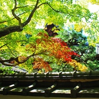 CANON(キヤノン)のデジタル一眼EOS Kiss X5 で撮影した写真(画像)一覧