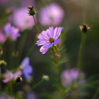 LEICA(ライカ)のレンズ SUMMILUX-R 80mm F/1.4 で撮影した写真(画像
