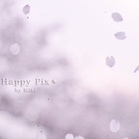 １２．桜