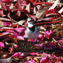 NIKON(ニコン)のデジタル一眼D40x で撮影した写真(画像)一覧- 写真共有