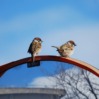 NIKON(ニコン)のデジタル一眼D40x で撮影した写真(画像)一覧- 写真共有