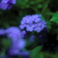 CANON(キヤノン)のレンズ EF135mm F2.8 で撮影した写真(画像)一覧