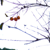 CANON(キヤノン)のレンズ New FD28mm F2.8 で撮影した写真(画像)一覧