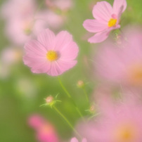 CANON(キヤノン)のレンズ EF135mm F2.8 で撮影した写真(画像)一覧