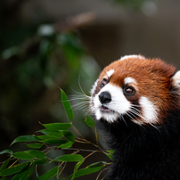 SIGMA(シグマ)のレンズ 100-400mm F5-6.3 DG OS HSM [ニコン用