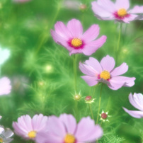 CANON(キヤノン)のレンズ EF135mm F2.8 で撮影した写真(画像)一覧