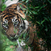 SIGMA(シグマ)のレンズ 100-400mm F5-6.3 DG OS HSM [ニコン用] で撮影