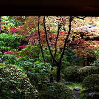 CANON(キヤノン)のデジタルカメラIXY DIGITAL 25 IS で撮影した写真