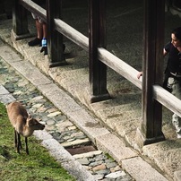 OLYMPUS(オリンパス)のレンズ M.ZUIKO DIGITAL ED 75mm F1.8 [シルバー