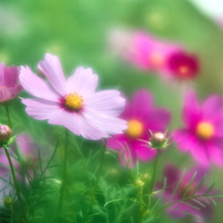 CANON(キヤノン)のレンズ EF135mm F2.8 で撮影した写真(画像)一覧