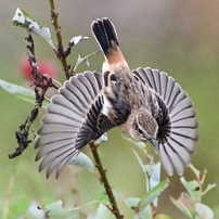 NIKON(ニコン)のレンズ NIKKOR Z 180-600mm f/5.6-6.3 VR で撮影した