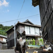 ふわふわはっちゃん