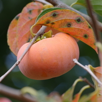 SIGMA(シグマ)のレンズ APO 70-300mm F4-5.6 DG MACRO (ﾍﾟﾝﾀｯｸｽ AF) で