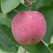 SIGMA(シグマ)のレンズ APO 70-300mm F4-5.6 DG MACRO (ﾍﾟﾝﾀｯｸｽ AF) で