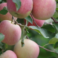 SIGMA(シグマ)のレンズ APO 70-300mm F4-5.6 DG MACRO (ﾍﾟﾝﾀｯｸｽ AF) で