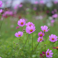 NIKON(ニコン)のレンズ AF-S DX Micro NIKKOR 85mm f/3.5G ED VR で