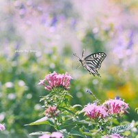 OLYMPUS(オリンパス)のレンズ M.ZUIKO DIGITAL 45mm F1.8 [ブラック