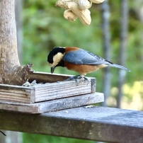 【作例あり】Canon PowerShot SX70HS 青い鳥たち（SX70HS作例）』 CANON PowerShot SX70 HS のクチコミ