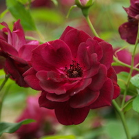 TAMRON(タムロン)のレンズ AF18-250mm F/3.5-6.3 Di II LD Aspherical